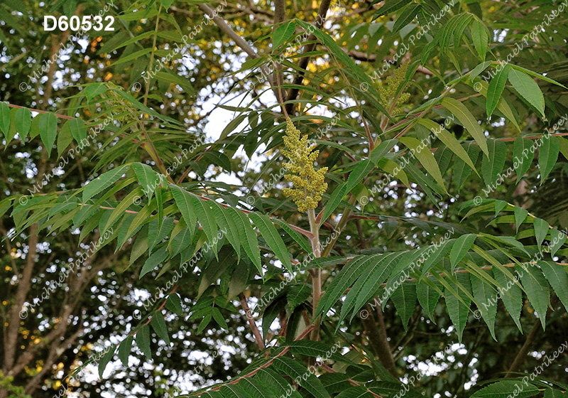 Staghorn Sumac (Rhus typhina)